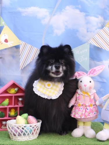 20240313ふわりちゃん